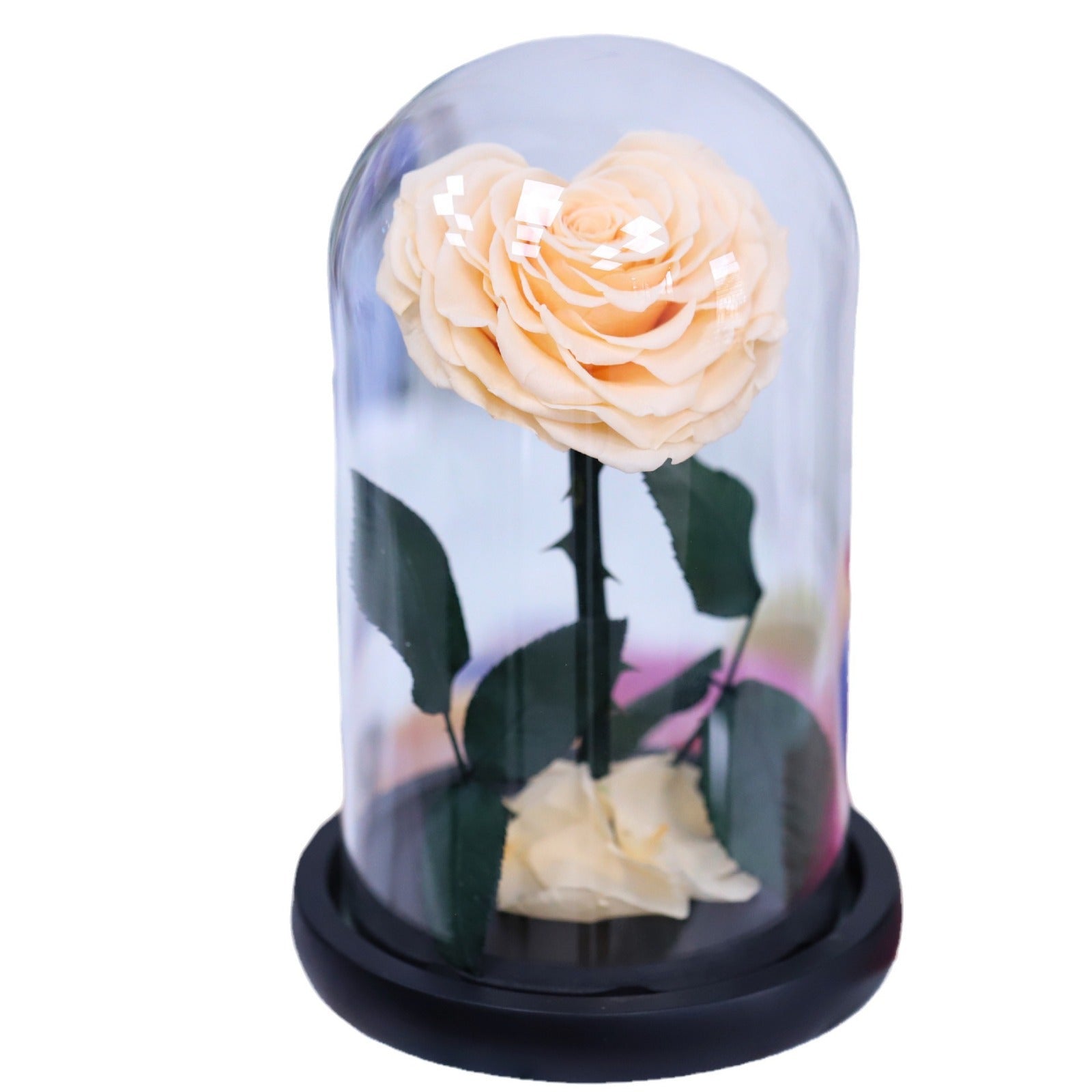 8e592ed5-6a8c-4add-88f5-2e6834480b82